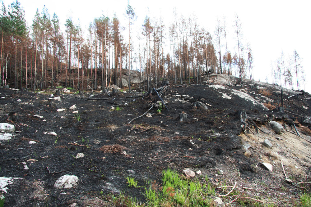 Etterkrigstidens verste skogbrann