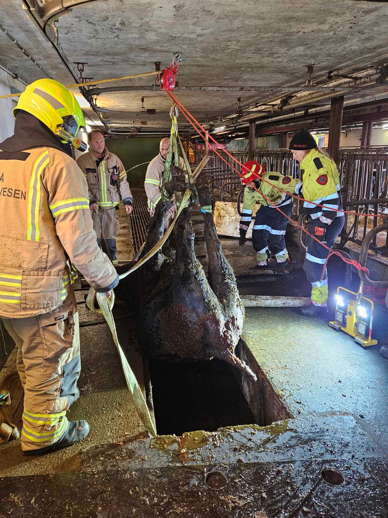 REDNING AV DYR TIL OG FOR ENHVER PRIS? REDNING AV DYR TIL OG FOR ENHVER PRIS?